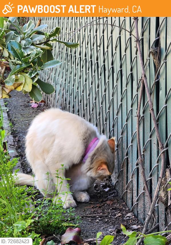Found/Stray Unknown Cat last seen Plastikon, Hayward, CA 94544