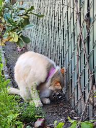 Found/Stray Unknown Cat last seen Plastikon, Hayward, CA 94544