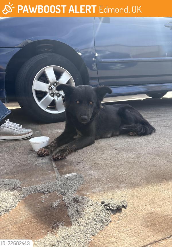 Found/Stray Female Dog last seen Danforth and western , Edmond, OK 73012