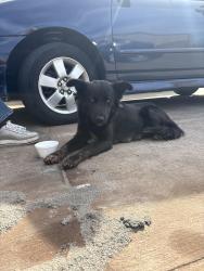 Found/Stray Female Dog last seen Danforth and western , Edmond, OK 73012