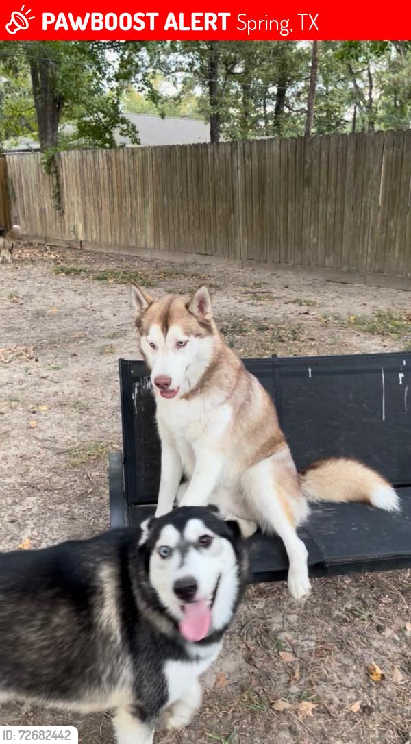 Lost Male Dog last seen Cypresswood / 1960, Spring, TX 77387