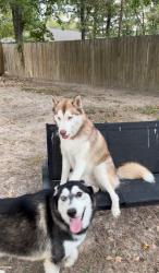 Lost Male Dog last seen Cypresswood / 1960, Spring, TX 77387