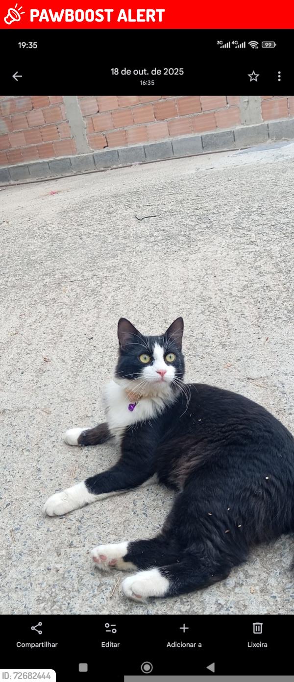 Lost Female Cat last seen Rua Januário pereira bem , Tropical (Justinópolis), MG 33902-540