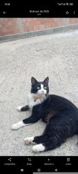 Lost Female Cat last seen Rua Januário pereira bem , Tropical (Justinópolis), MG 33902-540
