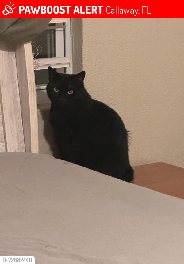 Lost Female Cat last seen mcdonald's/burger king, Callaway, FL 32404