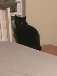 Lost Female Cat last seen mcdonald's/burger king, Callaway, FL 32404