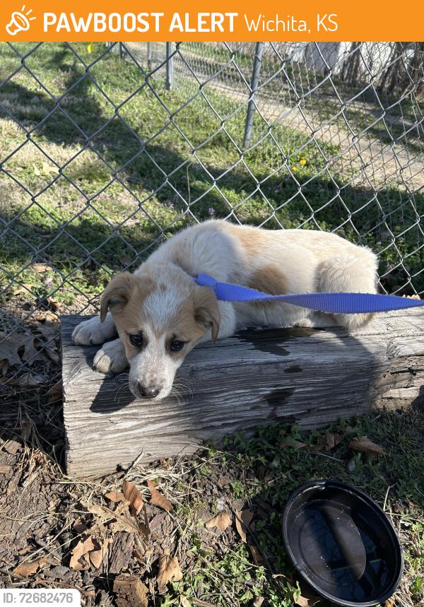 Found/Stray Male Dog last seen 2nd and Martinson , Wichita, KS 67203