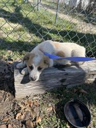 Found/Stray Male Dog last seen 2nd and Martinson , Wichita, KS 67203
