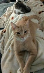 Lost Male Cat last seen Southside Elementary , Johnson City, TN 37604