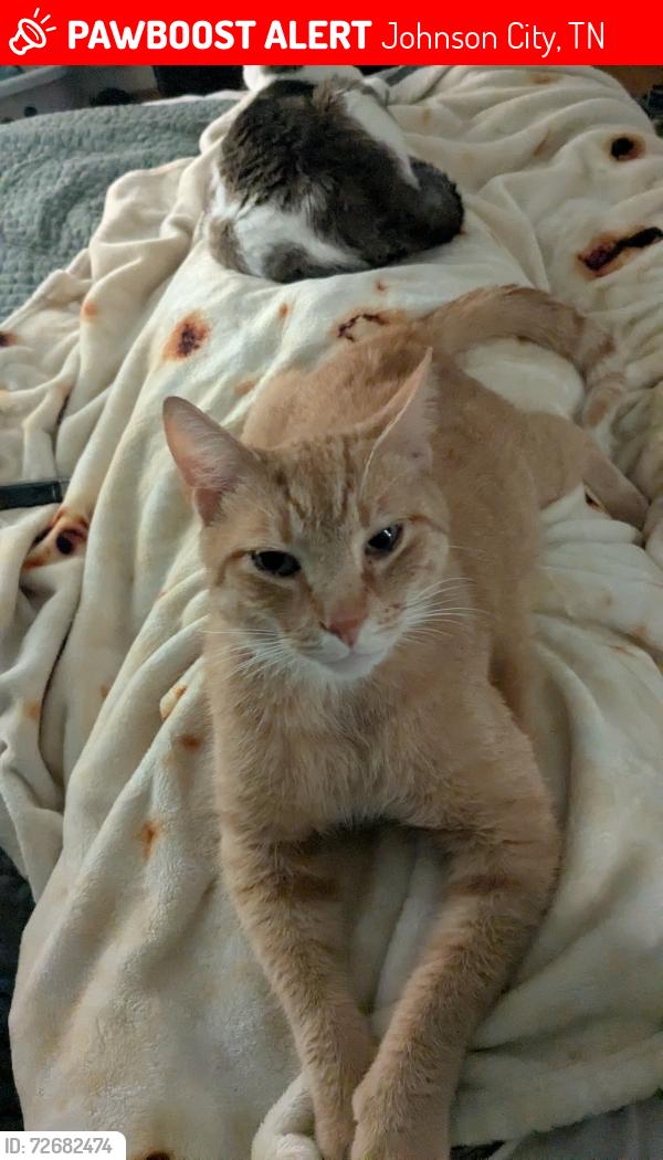 Lost Male Cat last seen Southside Elementary , Johnson City, TN 37604