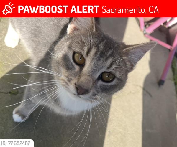 Lost Male Cat last seen 21st street and Florin Road or 21st Street and Meadowview, Sacramento, CA 95822