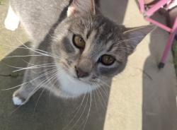 Lost Male Cat last seen 21st street and Florin Road or 21st Street and Meadowview, Sacramento, CA 95822