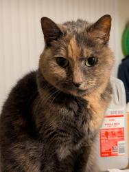 Lost Female Cat last seen Near Shorecrest Dr, Novi, MI 48377