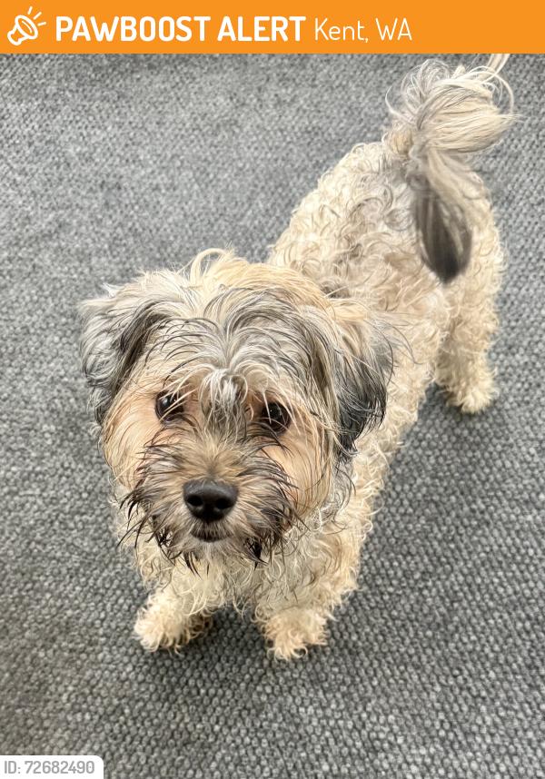 Found/Stray Male Dog last seen Safeway near the chase bank and Starbucks, Kent, WA 98030