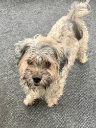 Found/Stray Male Dog last seen Safeway near the chase bank and Starbucks, Kent, WA 98030