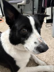 Found/Stray Female Dog last seen Chambers Lake, Pierce County, WA 98493