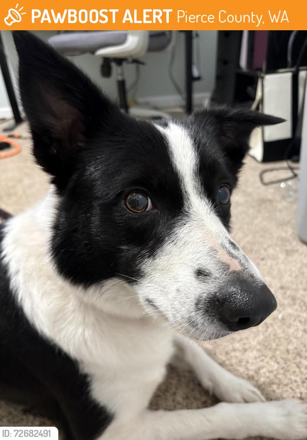 Found/Stray Female Dog last seen Chambers Lake, Pierce County, WA 98493
