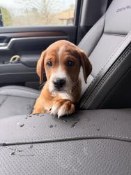 Lost Male Dog last seen Cushion designs around brickyard road, Dalton, GA 30719