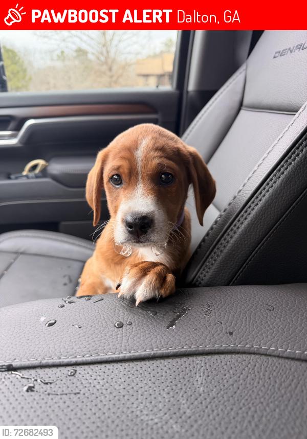 Lost Male Dog last seen Cushion designs around brickyard road, Dalton, GA 30719