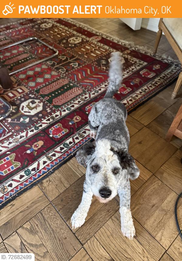 Found/Stray Male Dog last seen 26th and Pennsylvania , Oklahoma City, OK 73107