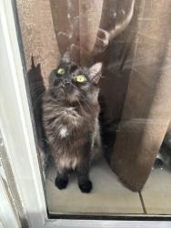 Lost Female Cat last seen Knox nursery, Winter Garden, FL 34787