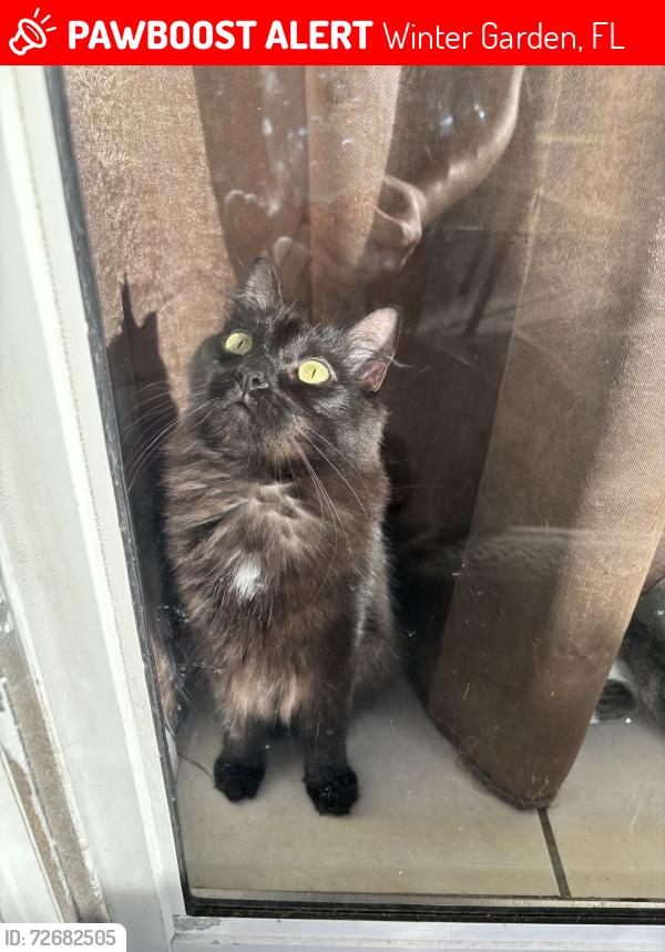 Lost Female Cat last seen Knox nursery, Winter Garden, FL 34787