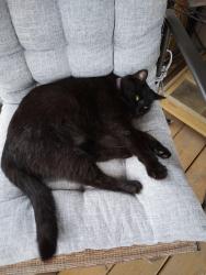Lost Female Cat last seen Lanita Dr. and Simmons Rd., Belton, TX 76513