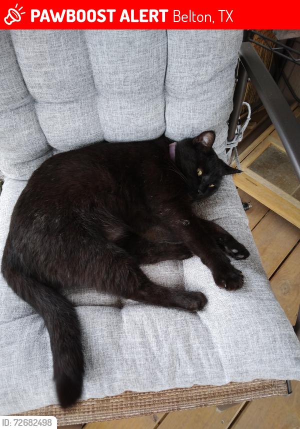 Lost Female Cat last seen Lanita Dr. and Simmons Rd., Belton, TX 76513