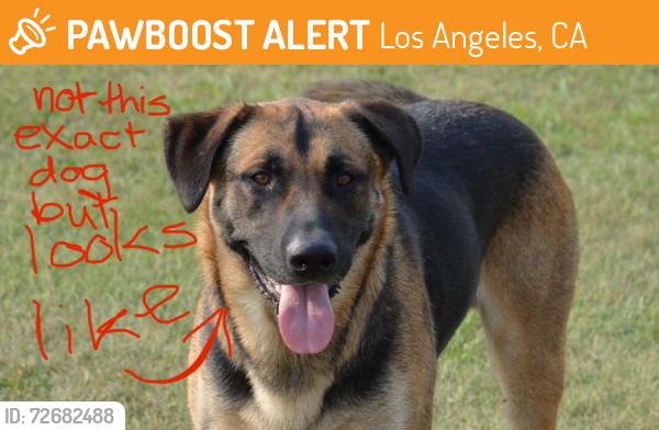 Found/Stray Male Dog last seen Nestle and Saticoy in front of hse with white fence, Los Angeles, CA 91335