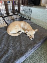 Found/Stray Male Dog last seen Navajo Rd, Apple Valley CA 92307, Apple Valley, CA 92307