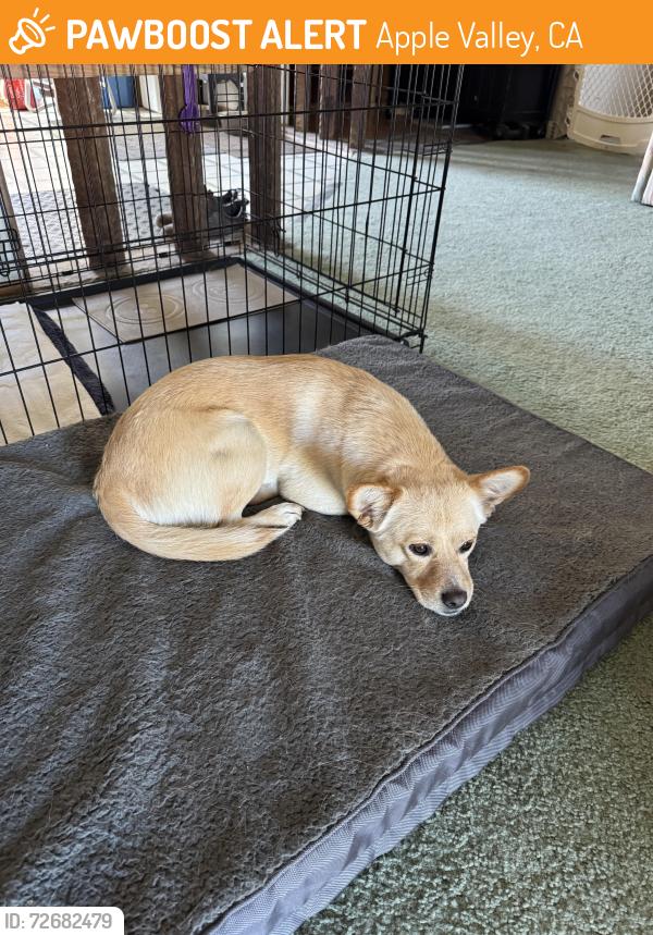 Found/Stray Male Dog last seen Navajo Rd, Apple Valley CA 92307, Apple Valley, CA 92307