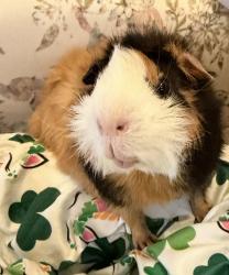 Lost Male Other last seen Seneca , Fort Collins, CO 80526