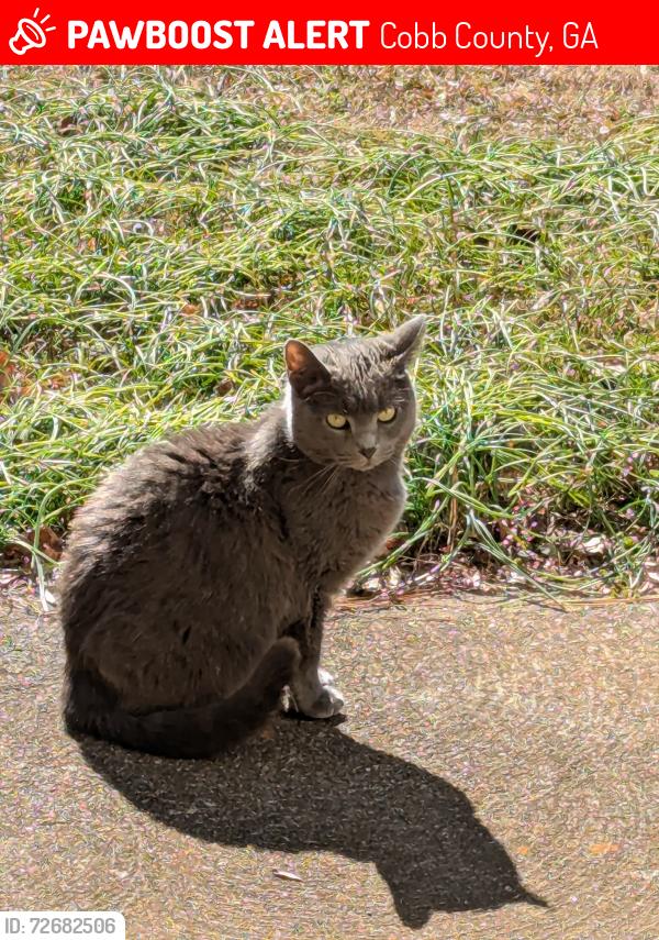 Lost Female Cat last seen Hickory Grove road , Cobb County, GA 30102