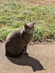 Lost Female Cat last seen Hickory Grove road , Cobb County, GA 30102