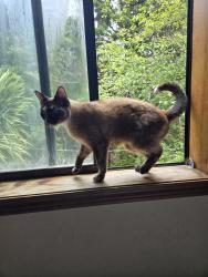 Lost Female Cat last seen 62nd and NE Alberta st in Portland , Portland, OR 97218