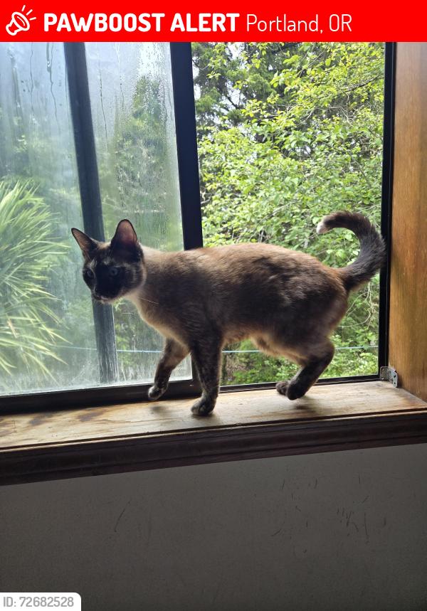 Lost Female Cat last seen 62nd and NE Alberta st in Portland , Portland, OR 97218