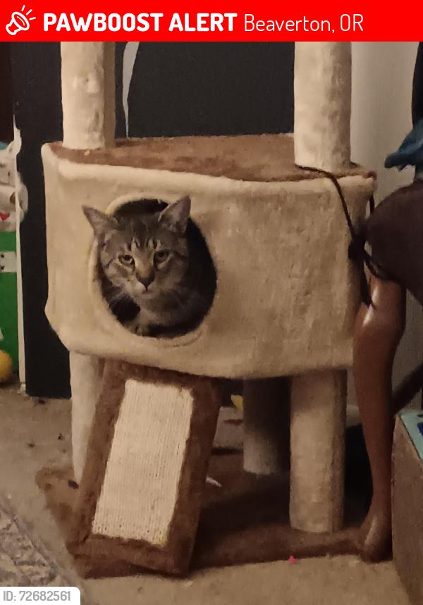 Lost Male Cat last seen 10rh ave , Beaverton, OR 97005