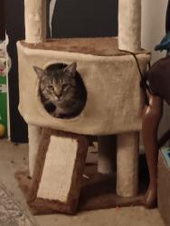 Lost Male Cat last seen 10rh ave , Beaverton, OR 97005