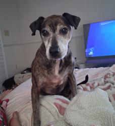 Lost Male Dog last seen Oak Hill Rd and Hwy 20, Covington, GA 30016