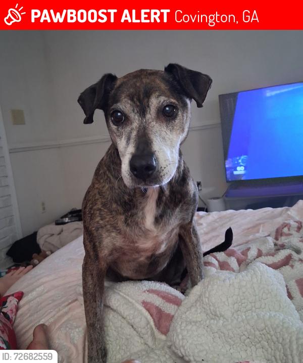 Lost Male Dog last seen Oak Hill Rd and Hwy 20, Covington, GA 30016
