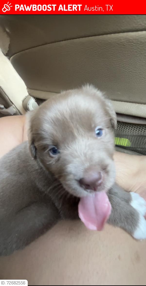 Lost Male Dog last seen Near w parmer ln, Austin, TX 78727