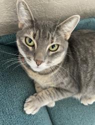 Lost Female Cat last seen Glen Park Dr & Martin Ln, Missouri City, TX 77489
