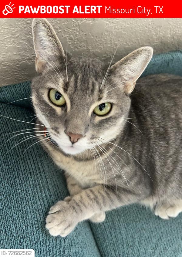 Lost Female Cat last seen Glen Park Dr & Martin Ln, Missouri City, TX 77489