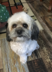 Lost Male Dog last seen General McMullen , San Antonio, TX 78237