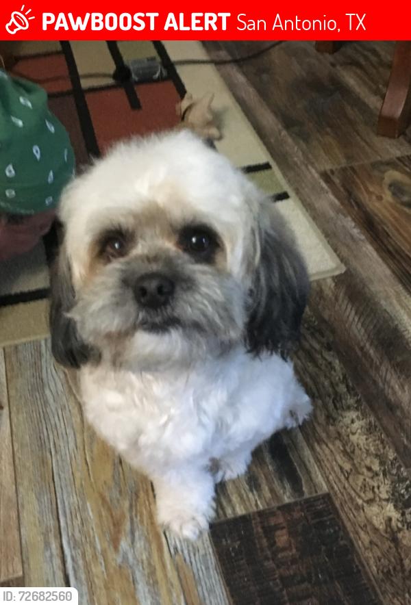 Lost Male Dog last seen General McMullen , San Antonio, TX 78237
