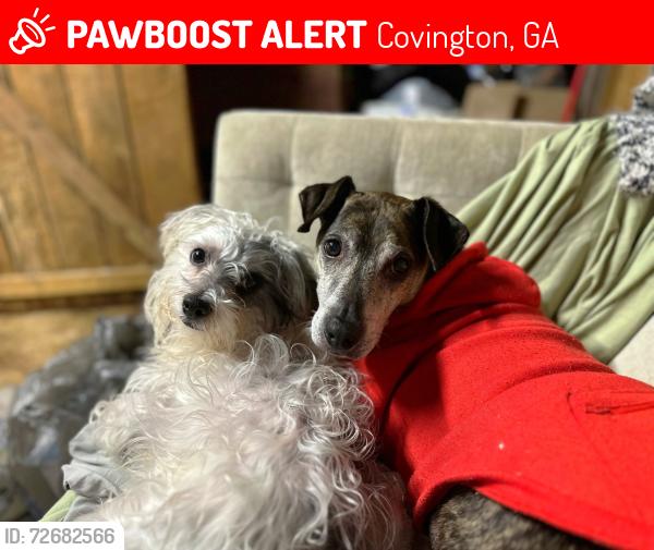 Lost Male Dog last seen Oak Hill Rd and Hwy 20, Covington, GA 30016