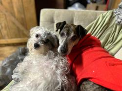 Lost Male Dog last seen Oak Hill Rd and Hwy 20, Covington, GA 30016