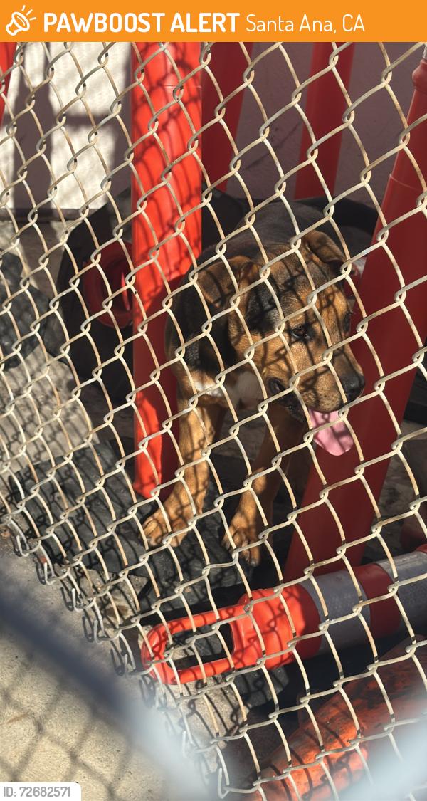 Found/Stray Unknown Dog last seen On campus of VHS, Santa Ana, CA 92704