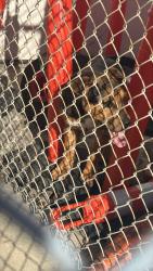 Found/Stray Unknown Dog last seen On campus of VHS, Santa Ana, CA 92704