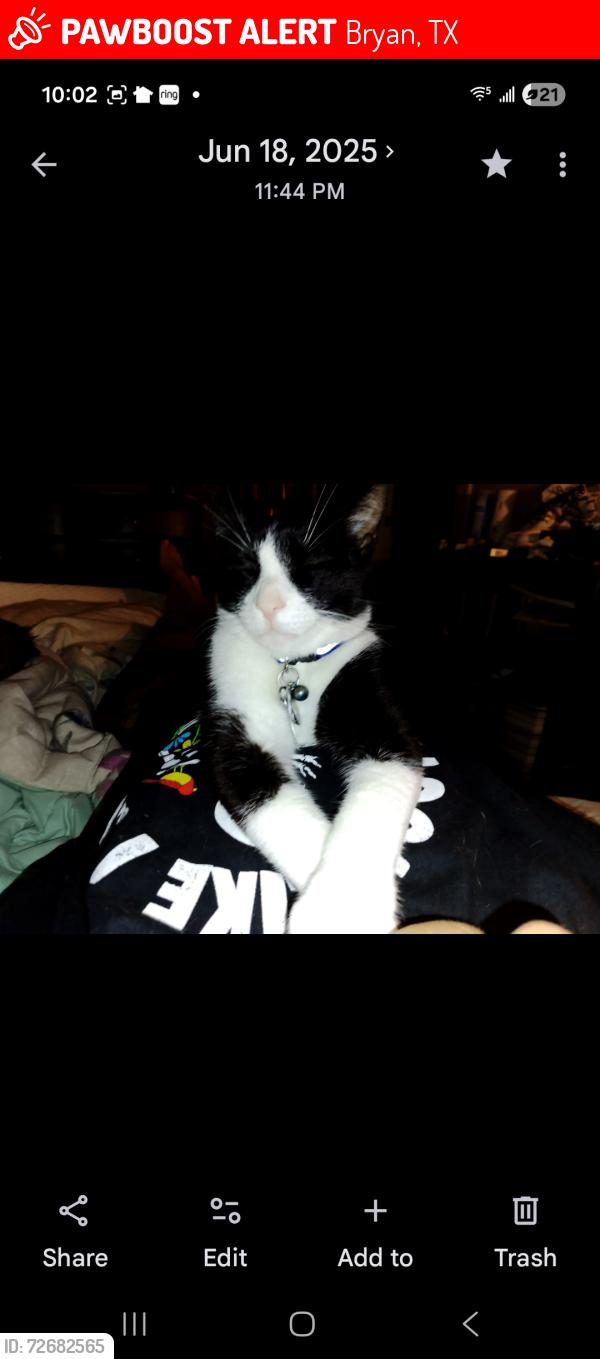 Lost Male Cat last seen E 29th, 28th street, 27th street Fannin elementary , Bryan, TX 77803